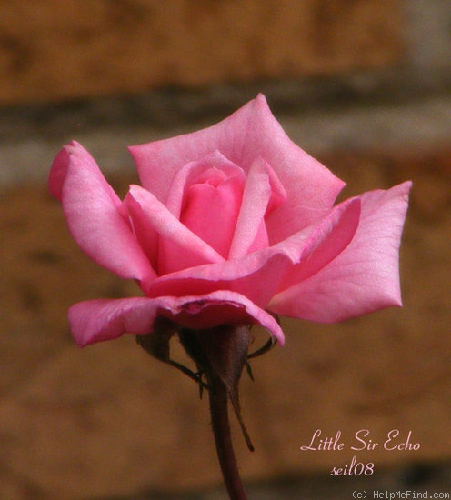 'Little Sir Echo' rose photo