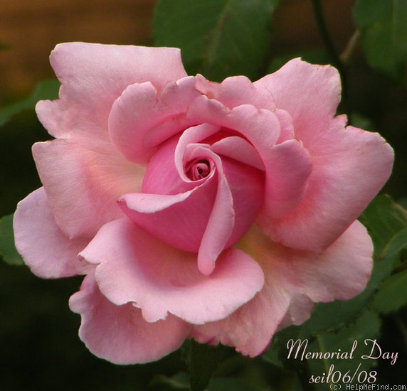 'Memorial Day ™' rose photo