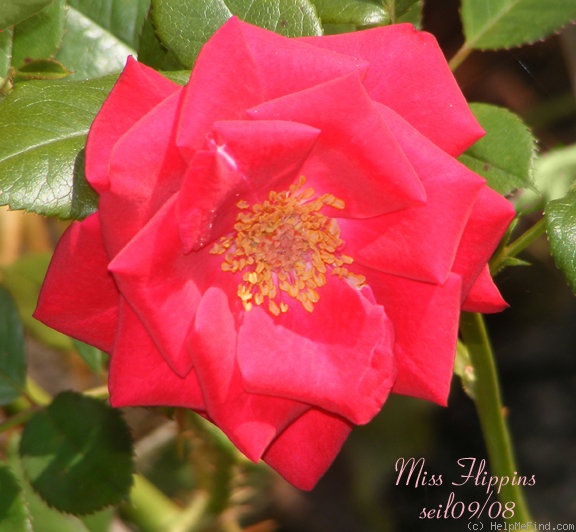 'Miss Flippins ™' rose photo