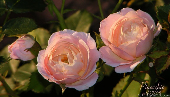 'Pinocchio (floribunda, Kordes, 1940)' rose photo