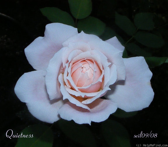 'Quietness' rose photo
