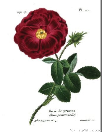 'Rose de Provins' rose photo