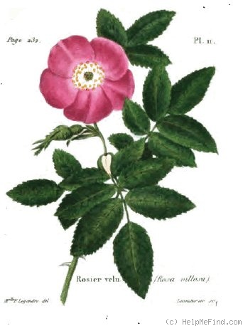 '<i>Rosa villosa</i> L.' rose photo