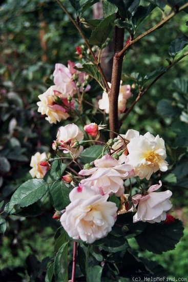 'Apricot Bells' rose, click to enlarge 'Apricot Bells' rose photo