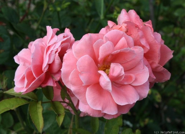 'Favorite (floribunda, Lens 1980)' rose photo