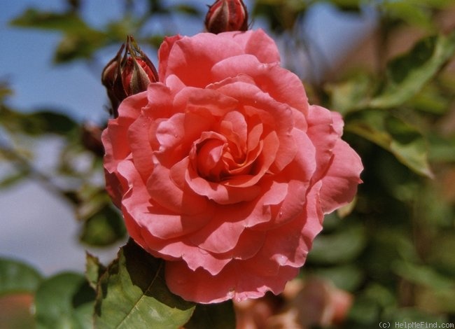 'Favorite (floribunda, Lens 1980)' rose photo