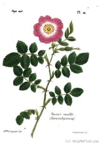 '<i>Rosa rubiginosa</i> L.' rose photo