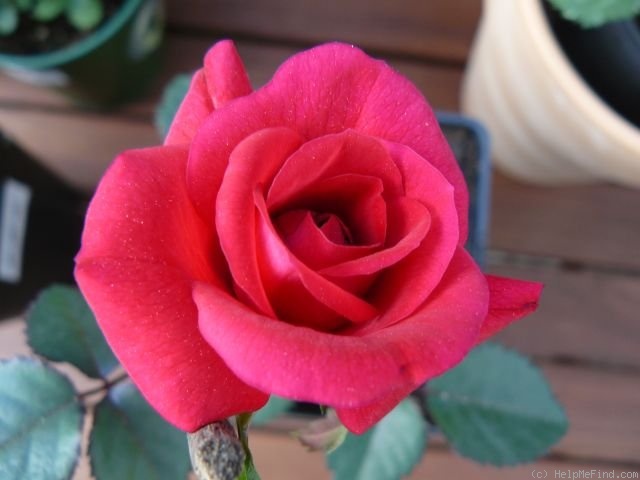 'Honky Tonk Woman' rose photo