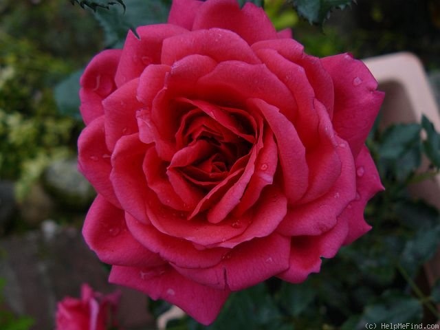 'Honky Tonk Woman' rose photo