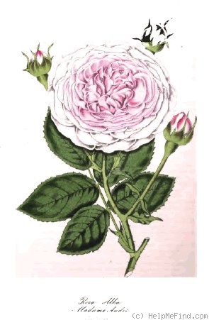 'Madame Audot (alba, Verdier, 1844)' rose photo