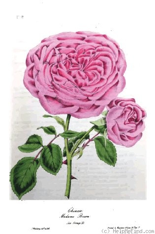 'Madame Bréon' rose photo