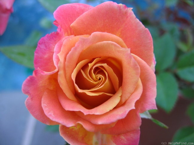 'Josh Alonso ™' rose photo