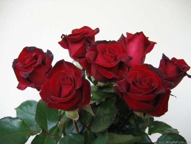 'Robin Alonso ™' rose photo