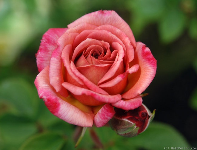'Stormy Weather ™ (miniature, Williams 1994)' rose photo