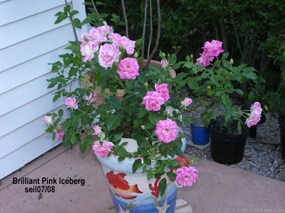 'Brilliant Pink Iceberg' rose photo