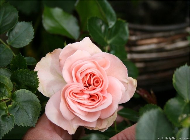 'Dronning Margrethe' rose photo