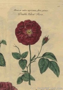 'Double Velvet Rose (gallica)' rose photo