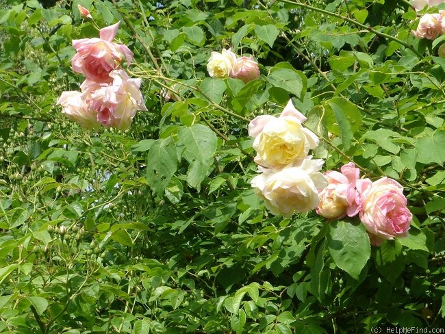 'Suzy ® (rambler, Eve 1994)' rose photo