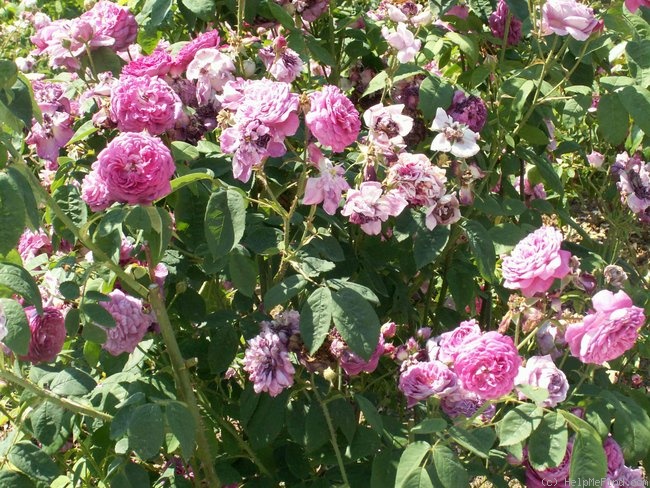 'Frédéric II de Prusse' rose photo