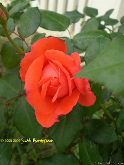 'Lasting Peace' rose photo