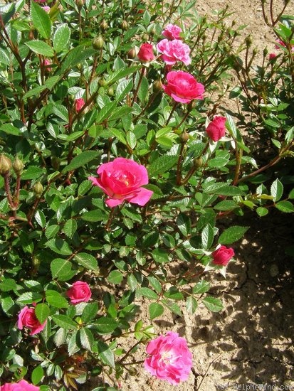 'Midget' rose photo