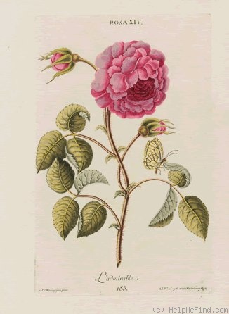 'L'Admirable (gallica, Unknown, pre 1786)' rose photo
