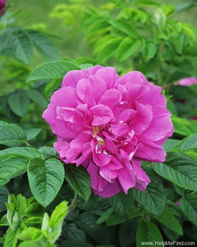 '<i>Rosa rugosa</i> 'Hansa'' rose photo