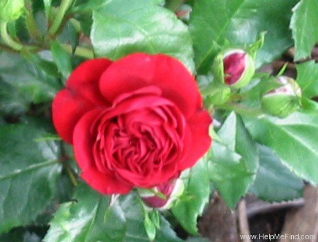 'Lavaglut' rose photo