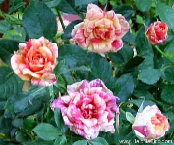 'Fall Festival ™' rose photo