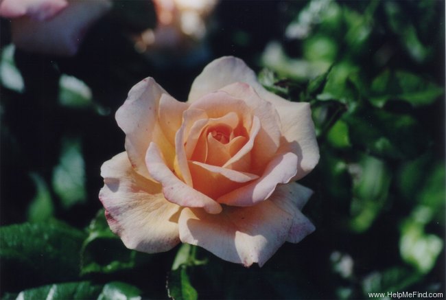 'King Arthur (floribunda, Harkness, 1962)' rose photo
