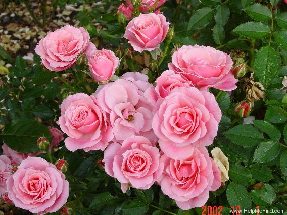 'L'Aimant' rose photo