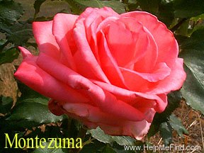 'Montezuma (grandiflora, Swim, 1954)' rose photo