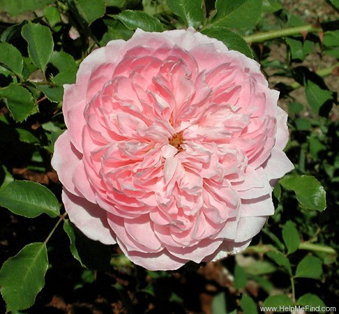 'Pink Powderpuff (hybrid bracteata, Moore 1990)' rose photo