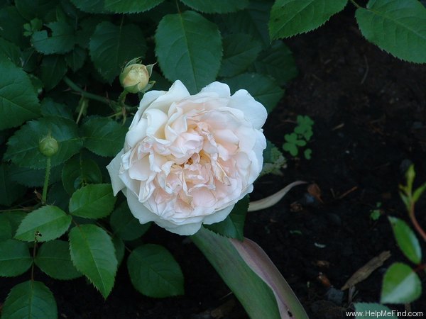 'Cressida' rose photo