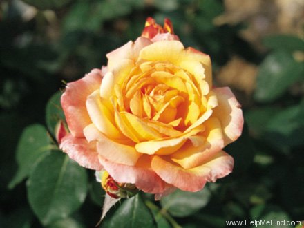 'Philipe Noiret ®' rose photo