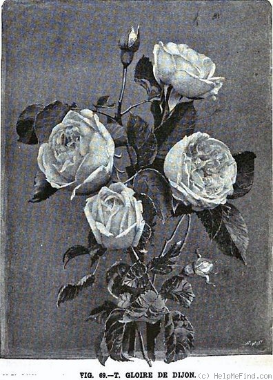 'Gloire de Dijon (Tea Noisette, Jacotot 1850)' rose photo