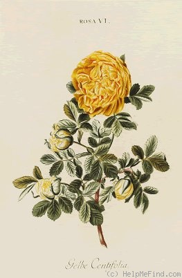 'Gelbe Centifolia' rose photo