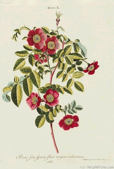 '<i>Rosa sine spinis flore majore ruberrimo</i>' rose photo