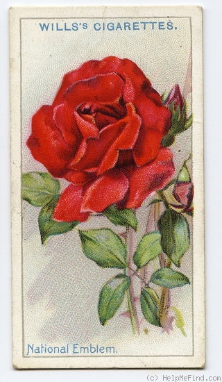 'National Emblem' rose photo