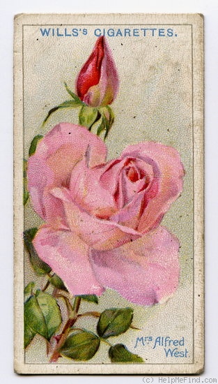 'Mrs. Alfred West' rose photo