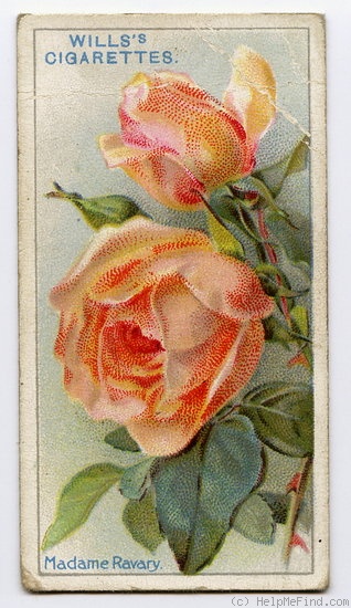 'Madame Ravary' rose photo