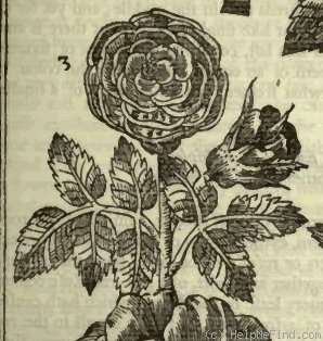 'Francfort Rose' rose photo
