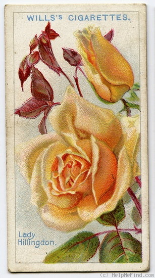 'Lady Hillingdon (Tea, Lowe & Shawyer, 1910)' rose photo