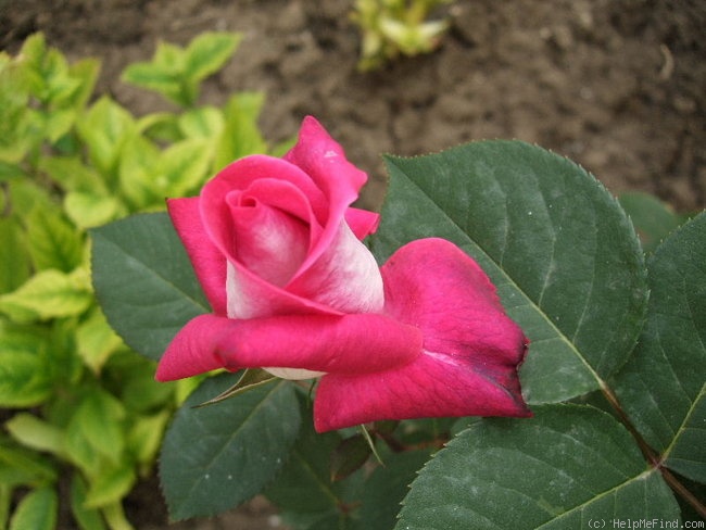 'Acapella ® (hybrid tea, Evers/Tantau 1994)' rose photo