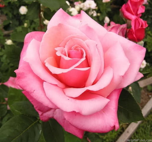 'First Prize' rose photo