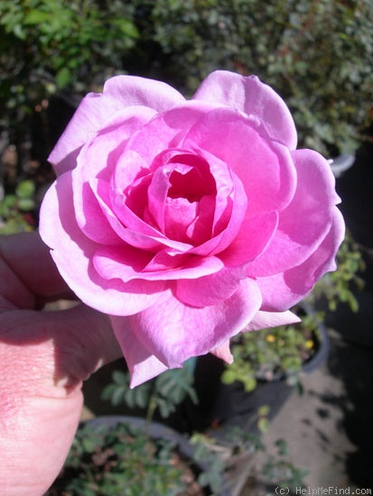 'ARMLB3XSL' rose photo
