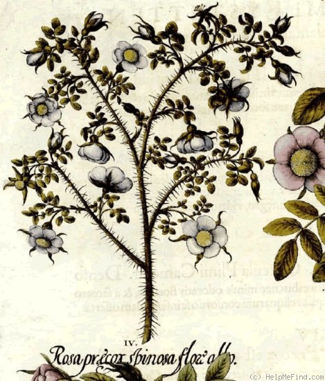 'Bibernellrose' rose photo