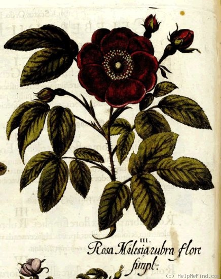 'Single Velvet Rose' rose photo