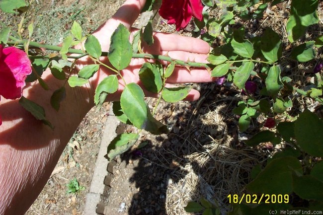 'Hawlmark Crimson' rose photo