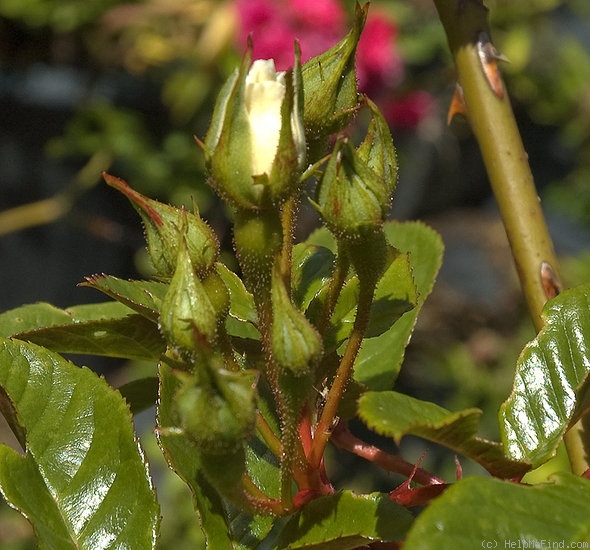'<i>Rosa sinowilsonii</i> Hemsl. synonym' rose photo